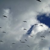 Birds hanging in the Wind